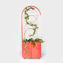 Load image into Gallery viewer, Joe_Paine_Planters_Galapagos_Dusty_Pink_001