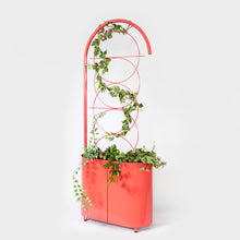 Load image into Gallery viewer, Joe_Paine_Planters_Galapagos_Dusty_Pink_002